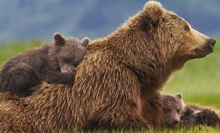 DisneyNatureBearsscreen