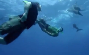 WildKrattsSharktasticscreen1